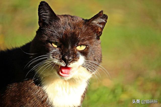 猫咪的指甲为什么会脱落?这7个冰岛级的冷知识你都知道吗?