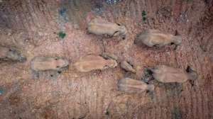 顶楼上的大象(15头大象进村，村民楼顶彻夜未眠 专家解读：既有北迁又有南渡，这是人象冲突的写照)