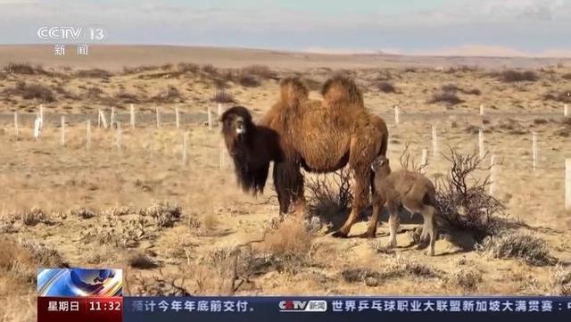 骆驼全身上下都是宝！部分地区的养殖前景甚至比牛羊好