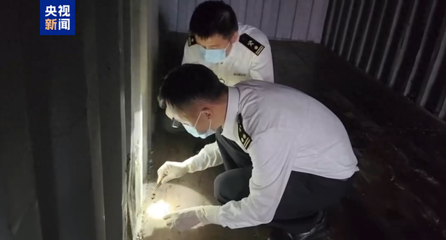 外来物种、有剧毒 海关截获多只“赤背寡妇蛛”