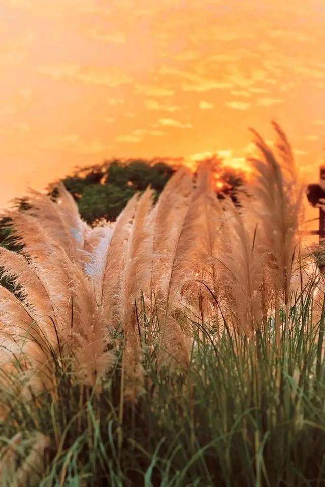 「今日作家」张秀芳 ‖ 夕阳映秋色 晚霞衬暮年（散文）