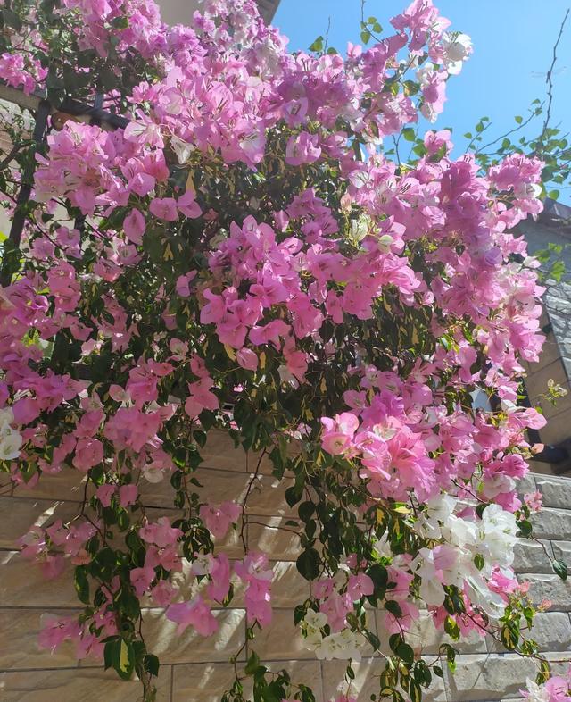 三角梅界的“劳斯莱斯”，一树多少花，连续开三季，养过的都夸！