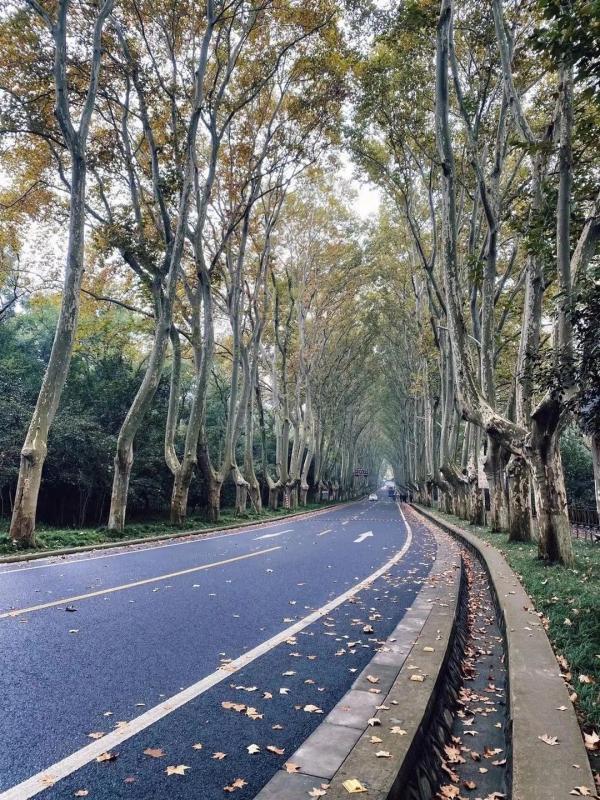 一到秋天，南京就美成了金陵！赏秋大幕已经拉开