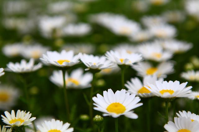 Floriade, 花都开好了