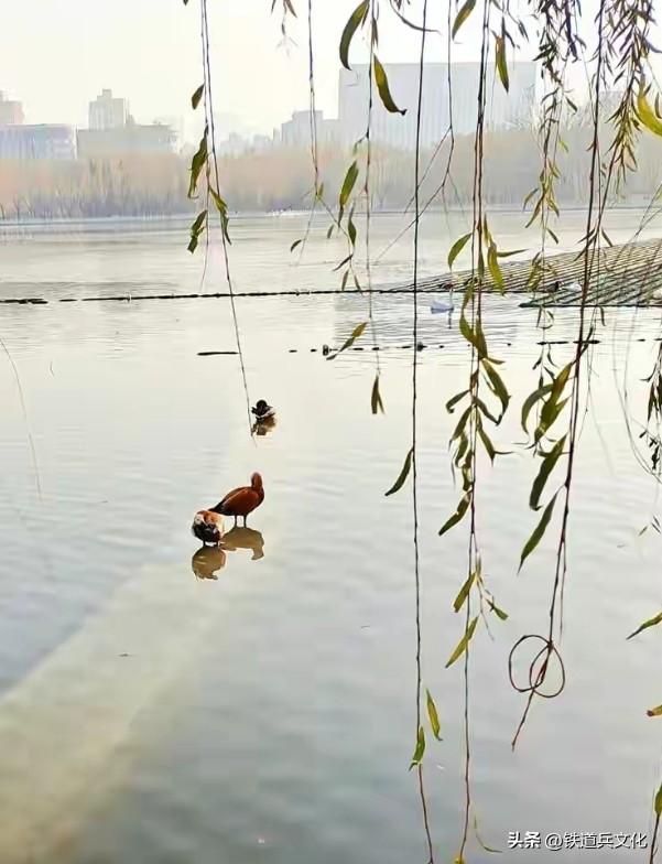 【杨景林】清明感怀(七律四首)