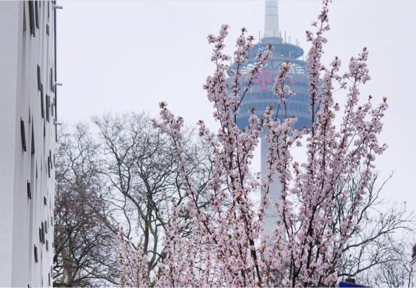 疫情无法隔离春天:霍克尼的水仙与提香的《圣殇》