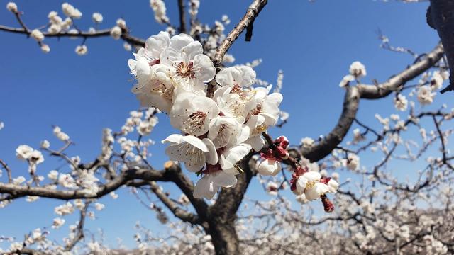 散文:满枝杏花一树香