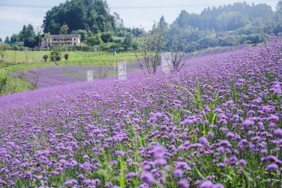 重磅！綦江纳入重庆主城都市区，横山归原小镇迎来发展新机遇