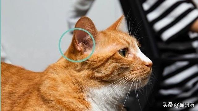 猫咪的指甲为什么会脱落?这7个冰岛级的冷知识你都知道吗?