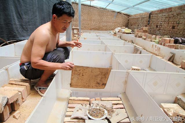 农村蝎子王,15天抓了20多斤野生蝎子能赚8000多元