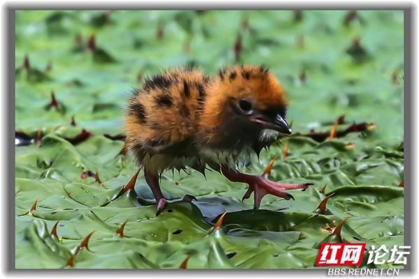 “铁掌水上漂”原来是真的！须浮鸥告诉你怎么在水面上闲庭信步