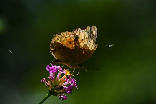 （外代一线）五颜六色的蝴蝶