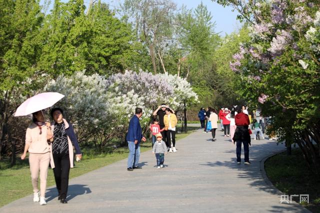 五月，丁香开满“丁香城”