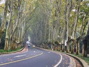 金凌图片(一到秋天，南京就美成了金陵赏秋大幕已经拉开)