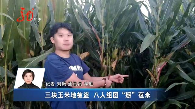 两男一女被抓！并交代苞米地里还有5人……