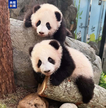 香港最新新闻(香港首对龙凤胎熊猫宝宝将于今天正式与公众见面)