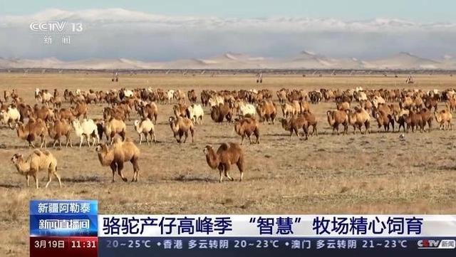 骆驼全身上下都是宝！部分地区的养殖前景甚至比牛羊好