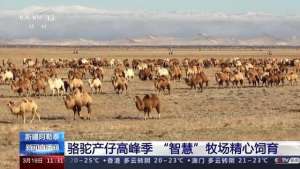 骆驼肉好吃吗(骆驼全身上下都是宝部分地区的养殖前景甚至比牛羊好)