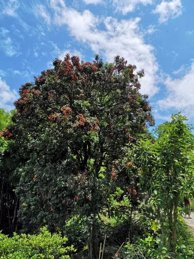 夏来吃荔枝，好味别多吃