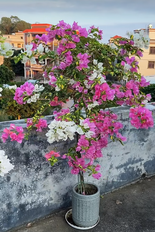 三角梅界的“劳斯莱斯”，一树多少花，连续开三季，养过的都夸！