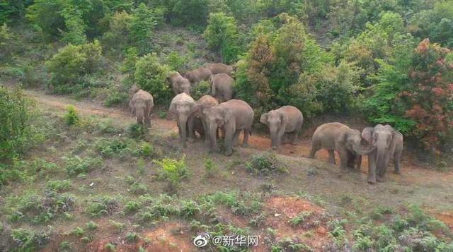 15头大象进村，村民楼顶彻夜未眠 专家解读：既有北迁又有南渡，这是人象冲突的写照