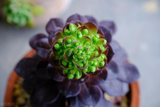 暗夜王者之多肉黑法师修炼养殖日记