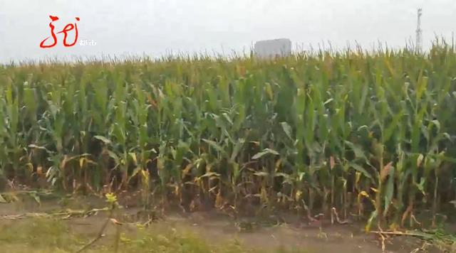 两男一女被抓！并交代苞米地里还有5人……