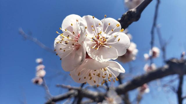 散文:满枝杏花一树香