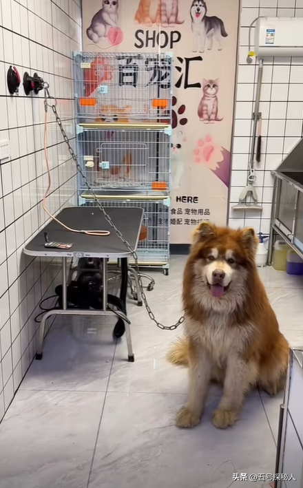 后续！潘宏网红狗艾特洗澡死亡：直播回放流出，拼命挣扎被无视