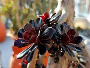 暗夜王者(暗夜王者之多肉黑法师修炼养殖日记)