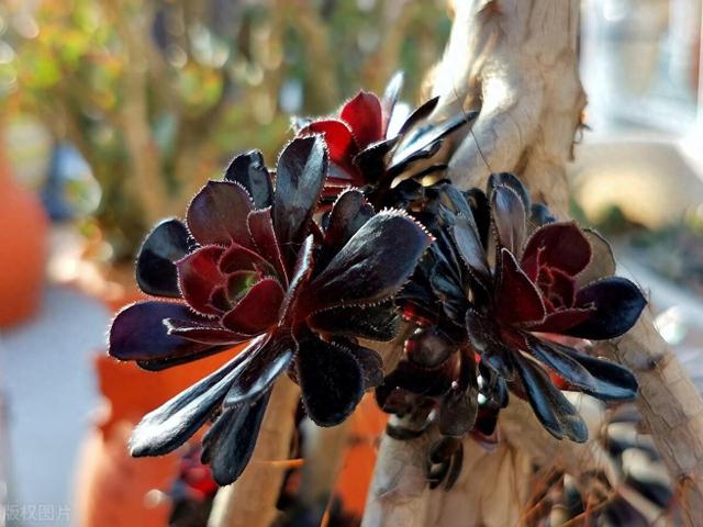 暗夜王者之多肉黑法师修炼养殖日记