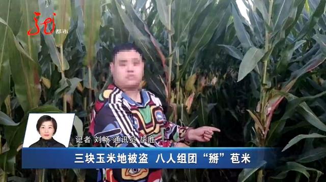 两男一女被抓！并交代苞米地里还有5人……
