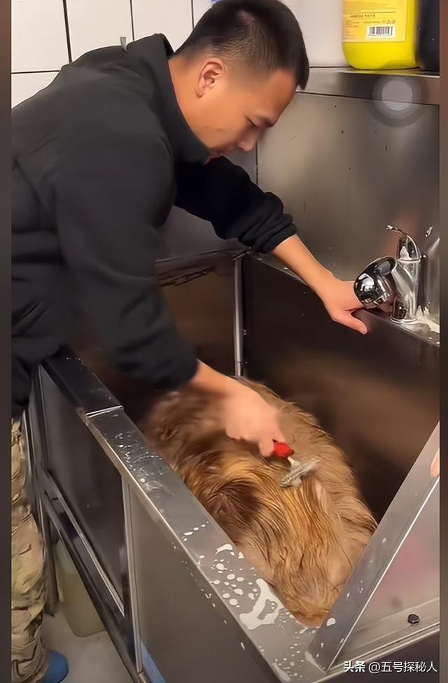 后续！潘宏网红狗艾特洗澡死亡：直播回放流出，拼命挣扎被无视