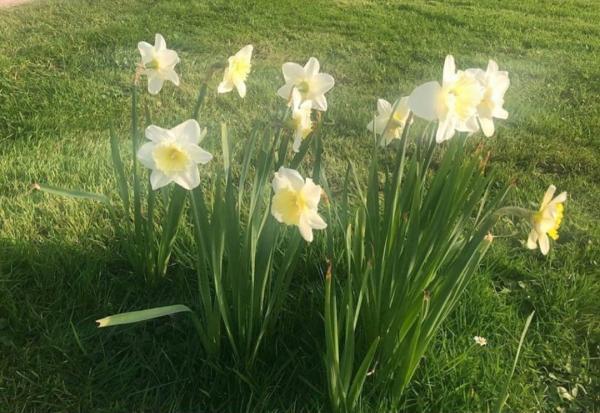 疫情无法隔离春天:霍克尼的水仙与提香的《圣殇》