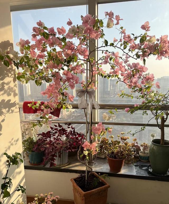 三角梅界的“劳斯莱斯”，一树多少花，连续开三季，养过的都夸！