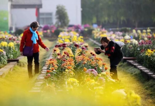 一到秋天，南京就美成了金陵！赏秋大幕已经拉开