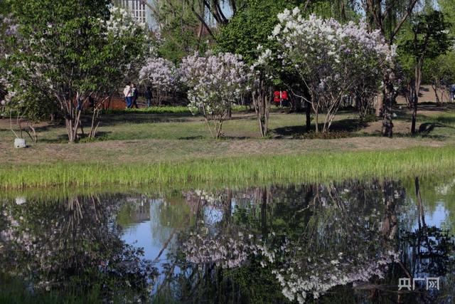 五月，丁香开满“丁香城”