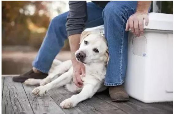 动物眼神里的爱 “迷离” 感情深厚