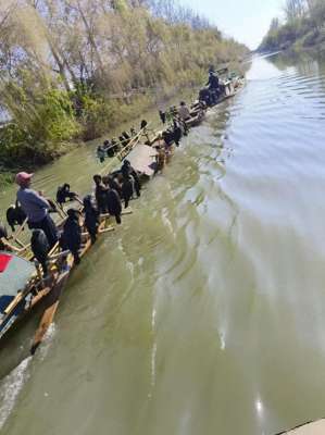 鱼鹰捕鱼(能否使用鱼鹰捕鱼作业？江苏盐城回应)