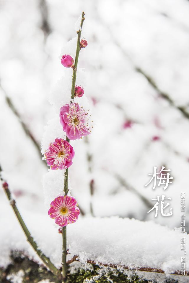 华夏花神·梅花｜红花盛放迎春意，清雅寒香踏雪来