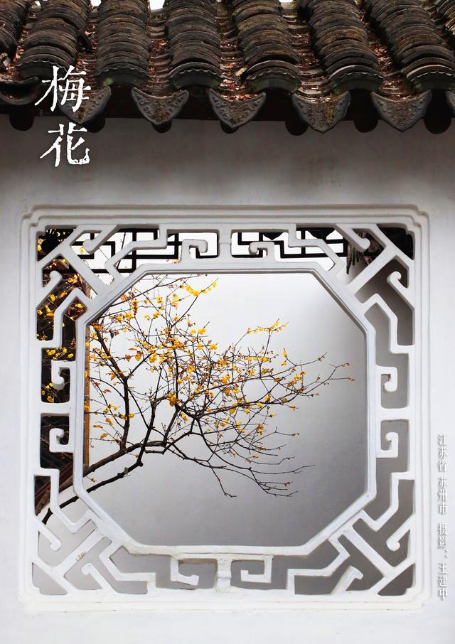 华夏花神·梅花｜红花盛放迎春意，清雅寒香踏雪来