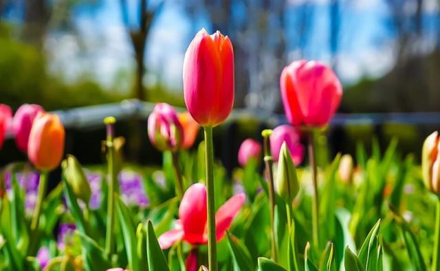 Floriade, 花都开好了