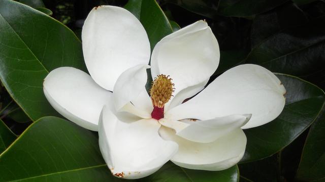 金牛座有哪些坏习惯？