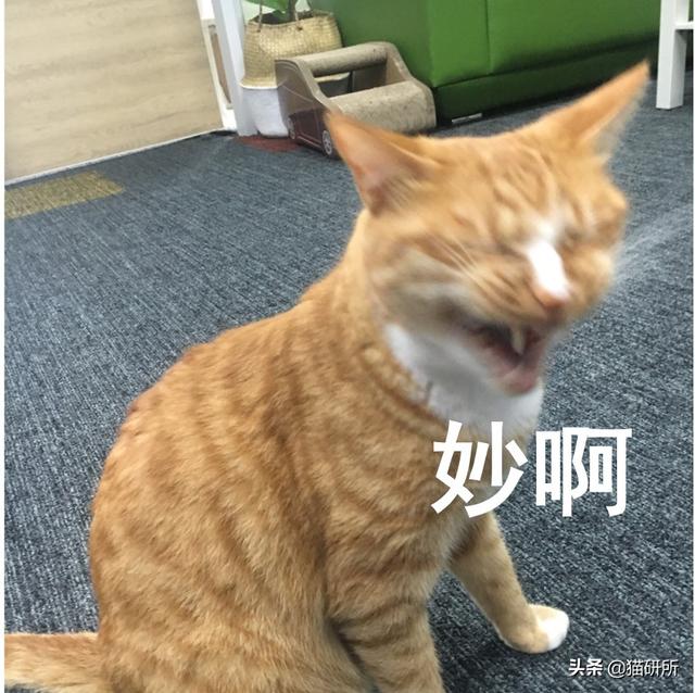 猫咪的指甲为什么会脱落?这7个冰岛级的冷知识你都知道吗?