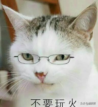 猫咪的指甲为什么会脱落?这7个冰岛级的冷知识你都知道吗?