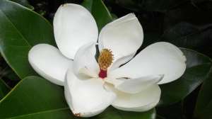 呆萌是夸人吗(金牛座有哪些坏习惯？)