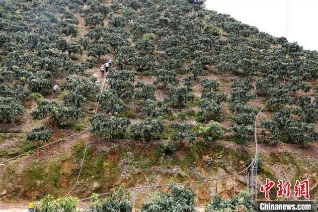 广西百色芒果丰收 山地“小火车”解决运输大难题
