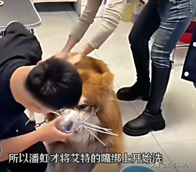 后续！潘宏网红狗艾特洗澡死亡：直播回放流出，拼命挣扎被无视