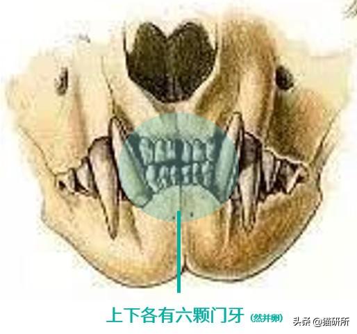 猫咪的指甲为什么会脱落?这7个冰岛级的冷知识你都知道吗?