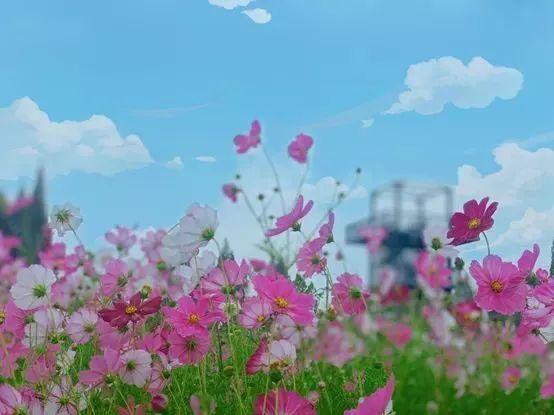 一到秋天，南京就美成了金陵！赏秋大幕已经拉开